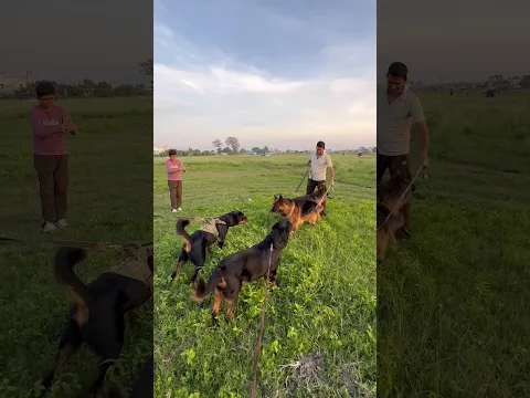 rottweiler ve germanshepherd ‼️Attack ho gya✅🚨#rottweiler #shorts #shorts attack