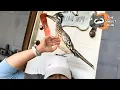 I Rescued a Wild Roadrunner Now He Surprises Me With Gifts Every Day