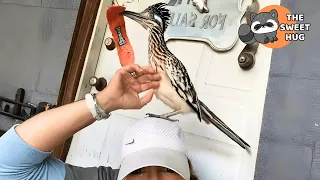 I Rescued a Wild Roadrunner Now He Surprises Me With Gifts Every Day