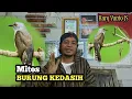 Download Lagu Mitos Suara Burung Kedasih Apakah Pertanda Kematian