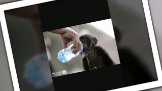 اغنيه الرفق بالحيوان  بدون مصيقى دندنها