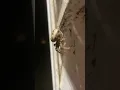 Big butt spider