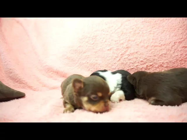 動画