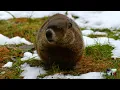 GROUNDHOG VOICE|WOOD CHUCK | RODENT | SCIURIDAE |GROUND SQUIRREL | MARMOTS | NORTH AMERICA|TRIZZLER|