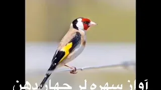 اواز سهره نر دندنها