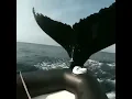 Download Lagu BALEIA QUASE ATINGE BARCO COM PESCADORES #shorts #baleia