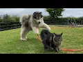 Download Lagu Dog Goes Crazy At Escaped Cat! (Cutest Ever!!)