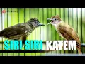 Download Lagu MASTERAN KOMBINASI KAPAS TEMBAK DAN  SIRI SIRI GACOR
