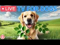 Lagu 🔴24 Hours of Dog TV🎵🐶Calming Music for Dog Sleep🐾🩷Soothing Dog Music for Stress and Anxiety Relief