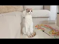 Download Lagu 猫が初めてジュラシックワールドを見たらびっくりしてこうなっちゃいましたwww