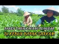 Download Lagu POTRET KEHIDUPAN PETANI || BERJUANG DEMI MEMENUHI KEBUTUHAN HIDUP TANPA MENGENAL LELAH