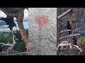 FOBBVCAM Eagles SUB-ADULT RETURNS TO NEST TREE SHADOW DIVEBOMBS LOCKS TALONS ON DESCENT 2026 Jul 19