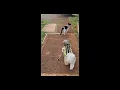 Download Lagu Tuxedo Stray Cat Moo joined Dolce and the Tails for his first pack walk - long video