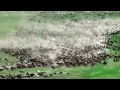 Lagu An enormous herd of hundreds of horses galloping in Xinjiang’s grasslands