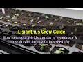 Growing LISIANTHUS from seeds to seedling grow guide