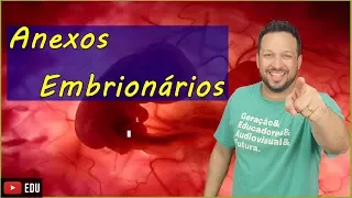 Anexos Embrionários - Embriologia - Aula 8