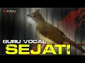 Lagu CUCAK JENGGOT GACOR BESETAN TAJEM GURU VOCAL SEJATI