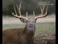 The Ultimate Donald Trump Deer Meme