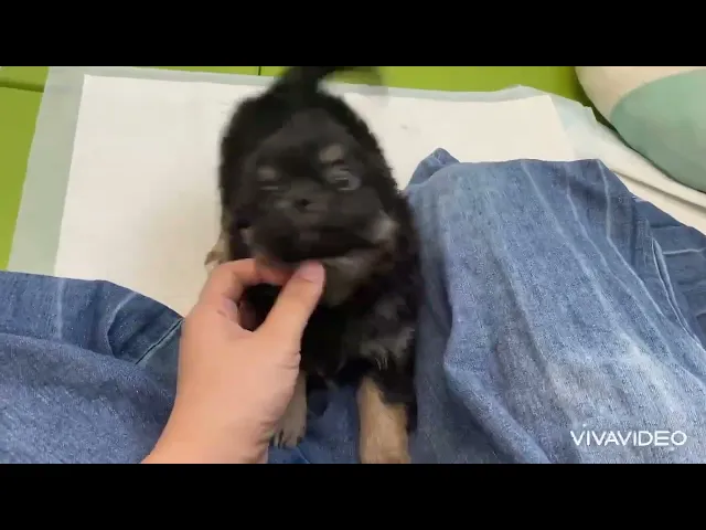 動画