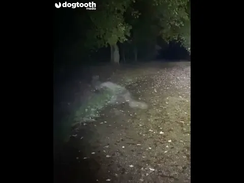 'Demon' Stalks Dog Walker || Dogtooth Media