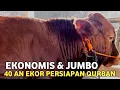 Lagu HARGA SAPI BAKALAN QURBAN EKONOMIS \u0026 SUPER ❗FREE ONGKIR