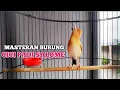 Lagu KICAUAN CICI PADI KEPALA MERAH‼️ keren mirip suara kucing