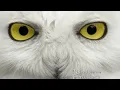 Right Down the Line : Gerry Rafferty