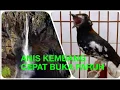 Download Lagu RELAKSASI ANIS KEMBANG CEPAT GACOR