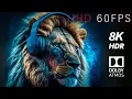 Download Lagu Wild Animals Collection 8K HDR 60FPS Dolby Atmos