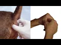 Asspressions How To EXTERNAL INTERNAL Pet Anal Gland Expression Methods