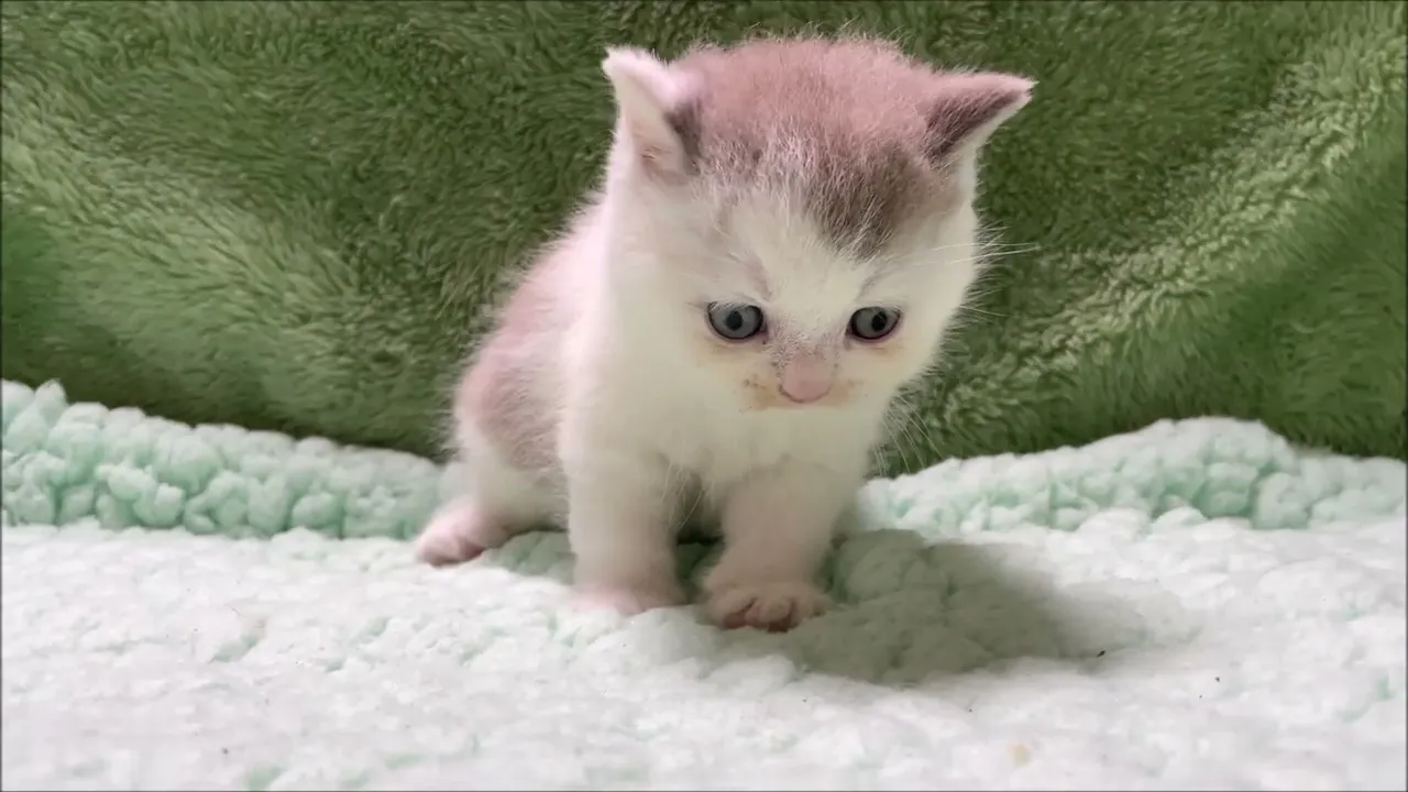 動画