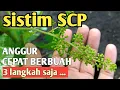 Download Lagu Ilmu mahal...Mudahnya membuahkan anggur dengan metode SCP, dijamin berhasil