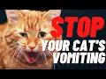 Chronic Vomiting Of Undigested Food In A Cat