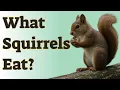 What Squirrels Eat Their Diet and What Not to Feed Them