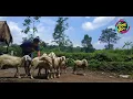Download Lagu Ska - raggea lir ilir