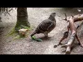 Download Lagu An interesting chick | Highland Wildlife Park