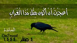فبعث الله غرابا يبحث في الأرض ليريه كيف يواري سوأة أخيه قال يا ويلتى أعجزت أن أكون      سورة المائدة دندنها