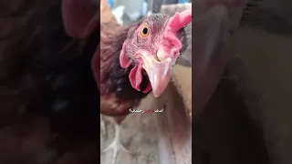 دجاجة بس مخها شغال دبلجة مضحكة اكسبلور السعودية دوبلاج My Kingo Shorts 