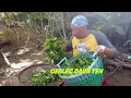 Download Lagu GEBLEG DAUN TEH | JEJAK SI GUNDUL (12/10/20) Part 3