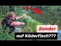Download Lagu ZIEHT DA DER ZANDER AB? Grewald versuchen es mit Köderfisch auf Grund am kleinen Fluss