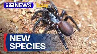 Giant funnel-web spider classified as new species 9 News Australia