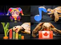 ASMR Mukbang Eating For Sleep Turtle Tortoise