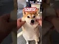 Lagu Linga guli guli - Squish the bread shibe #cutenessoverload
