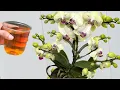 Download Lagu Ik deed dit heel eenvoudig en wonderbaarlijk genoeg bloeiden de orchideeën non-stop