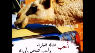 شيلة انا مفتون تصميم شيلات العتيبي 