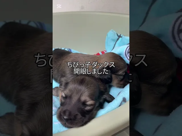 動画