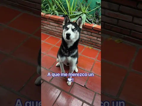 Deja un Like ♥️♥️♥️ para el perrito 🐶 #perritosfelices #huskylife