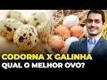 Lagu OVO DE CODORNA ou de GALINHA? #nutricionista_gustavo