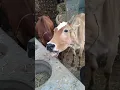 Download Lagu creazy sound of cow #short #shortvideo #village #animals #shortsvideo #cow #sound