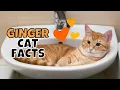 10 Fun Facts About Orange Tabby Ginger Cats
